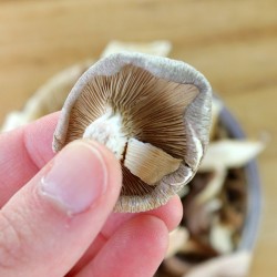 MIX DI FUNGHI SECCHI